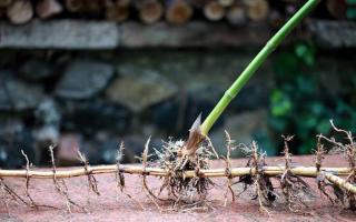 The meaning of the word rhizome What is called a rhizome